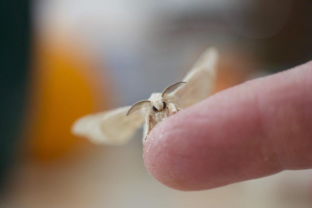 silk moth, insect, moth-2624170.jpg